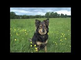 Adopt this sweet german shepherd border collie mix dog in apex north carolina today. Border Collie X German Shepherd Mix Dogs Youtube