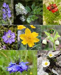 Image result for Ranunculaceae