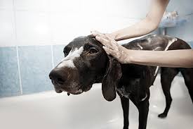 Brush, deshed, bathe and discard loose pet hair. Pet Stop Is The