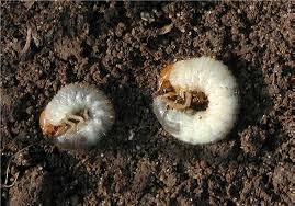 White Grubs Fact Sheet Unh Extension