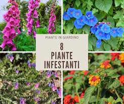 Candida e friabile pasta dalle note delicate e armoniose, colore bianco perlaceo o giallognolo, custodisce gelosamente grossi pezzi di tartufo nero. 8 Piante Infestanti Ma Decorative Giardinaggio Fiori Animali E Centinaia Di Articoli Passo Passo