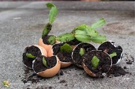 How to make a christmas cactus bloom. How To Keep A Christmas Cactus Alive Make It Thrive Christmas Cactus Easter Cactus Cactus Leaves