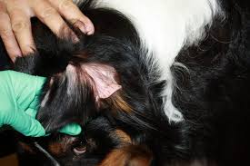 Image result for scabies dogs detail