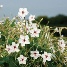 Pin On Gardens Etc
