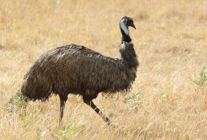Emu War | Australia, Casualties, History, Summary, & Facts | Britannica