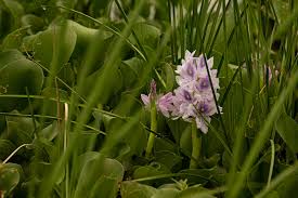 Image result for Pontederia crassipes