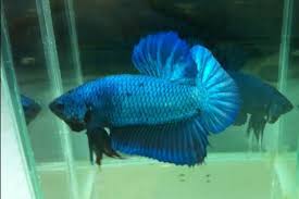 Tapi disini kita akan membahas yang cupang hias, karena salah satu alasan orang memelihra ikan cupang adalah cara memelihara nya sangat mudah. Shopee Indonesia Jual Beli Di Ponsel Dan Online