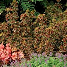 Image result for Coleus shirensis