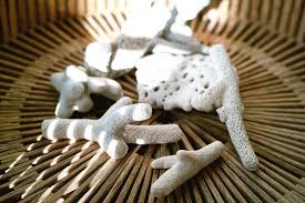 Brought Back From Pigeon Island Sri Lanka Basket Beach Pietheineek Pigeonisland Srilanka Stones Coral Fossil