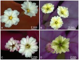 Image result for Bougainvillea sp. cultivar