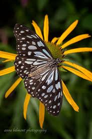 Butterflies Blue Tiger Butterfly Beautiful Butterflies Colorful Butterflies