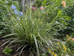 Image result for Carex