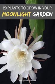 20 Plants To Grow In Your Moonlight Garden Plants Flower Garden Moon Garden