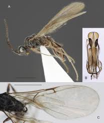 Image result for Zygotritonia