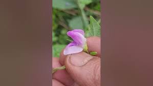 Image result for Dolichos trilobus