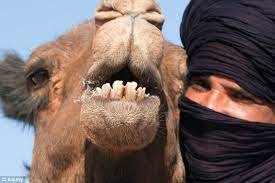 How the camel got his hump kipling's story. Man Bitten To Death By His Friend S Pet Camel In India Daily Mail Online