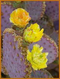 Find out the answers to these questions and what my husband, who was with me at the time, made a comment about how beautiful the flowers were. Santa Rita Prickly Pear Cactus Flower Cactus Cacti And Succulents