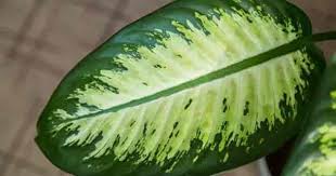 Dieffenbachia Care How To Grow The Dumb Cane Plant Plants Dieffenbachia Care Plant Care