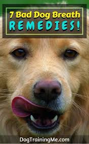 Bad Dog Breath Remedies Smooch Your Pup Without Having To Plug Your Nose Learn What Causes Your Dog S Bad Breath Bad Dog Breath Dog Breath Remedy Dog Breath