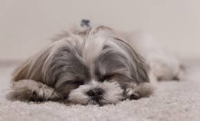 Shih tzus do not shed and are hypoallergenic. 250 Fantastic Shih Tzu Names My Dog S Name