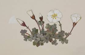 Image result for Oxalidaceae