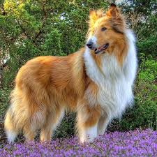 Kansas Kollie 10 Rough Collie Dog Breeds Dogs