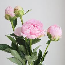 はなどんやアソシエ