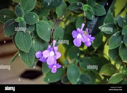 Image result for Streptocarpus saxorum