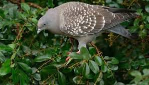 Matanya putih dengan lingkaran tengah dari mata (selaput mata) bagus. Gambar Burung Dara Merpati Dan Sejenisnya Alihamdan Id Gambar Burung Burung Gambar