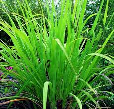 Image result for Cymbopogon caesius
