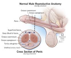 Peyronie S Disease What Is It Treatment Causes