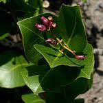 Image result for Syzygium owariense