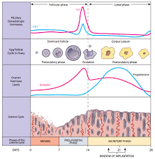 • the menstrual cycle is controlled by negative and positive feedback mechanisms involving ovarian and. Why Predictable Ovulation Is Important Tennessee Reproductive Medicine