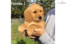 I have a litter of purebred golden retriever puppies that was born feb 11,2021. Golden Retriever Puppy For Sale Near Orlando Florida 84b82b93 5d71