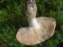 Image result for Dentinum repandum