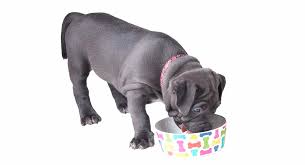Try to take the best care of your puppies' because they are. Feeding A Pitbull Puppy Schedules Routines And Quantities