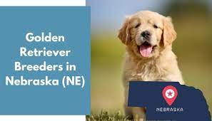 Our dogs have passed the akc canine good citizen test and are participating as confirmation show and therapy dogs. 29 Golden Retriever Breeders In Nebraska Ne Golden Retriever Puppies For Sale Animalfate