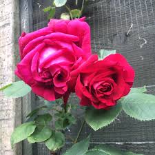 (auswinston) english shrub rose bred by david austin. Rosa Thomas A Becket Rose Thomas A Becket Uploaded By Sunnyeyes79