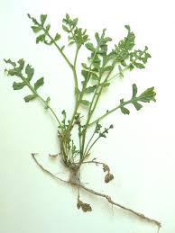 Image result for Rorippa nudiuscula