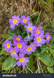 Image result for Primulaceae