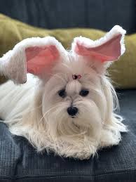 Pin By Yes Beauty On Yes Maltese Teacup Puppies Maltese Dogs And Puppies Maltese Puppy