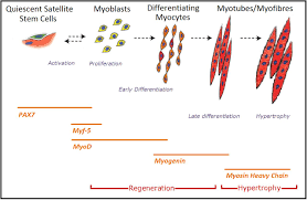 Cell culture has many applications in research, bioproduction and diagnostics. Effect Of Acute Low Oxygen Exposure On The Proliferation Rate Viability And Gene Expression Of C2c12 Myoblasts In Vitro Biorxiv