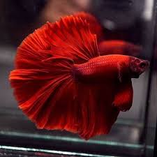 Live Betta Fish Big One Solid Color Super Red Rosetail Hm Male 3 Betta Fish Betta Halfmoon Betta
