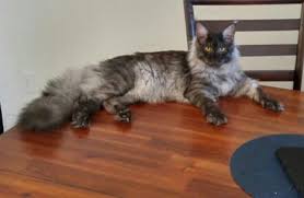 Find the perfect building to live in by filtering to your preferences. Ontario Cat Breeders Websites Kittysites Com