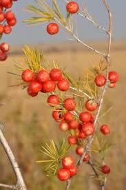 Image result for Asparagus laricinus