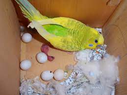 How To Raise A New Born Baby Parakeet Perfectly