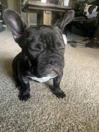 » looking for a french bulldog breeder? French Bulldog Puppies For Sale Colorado Springs Co 299729