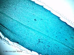 Introduction the purpose of this lab was to use the microscope and identify cells such as animal cells and plant cells. Microscope World Blog Hydrilla Verticillatea Leaf Under The Microscope