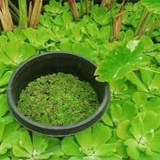 Image result for Pistia
