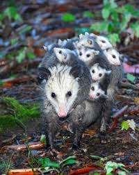 Opossums Cute Animals Animals Beautiful Animals Wild